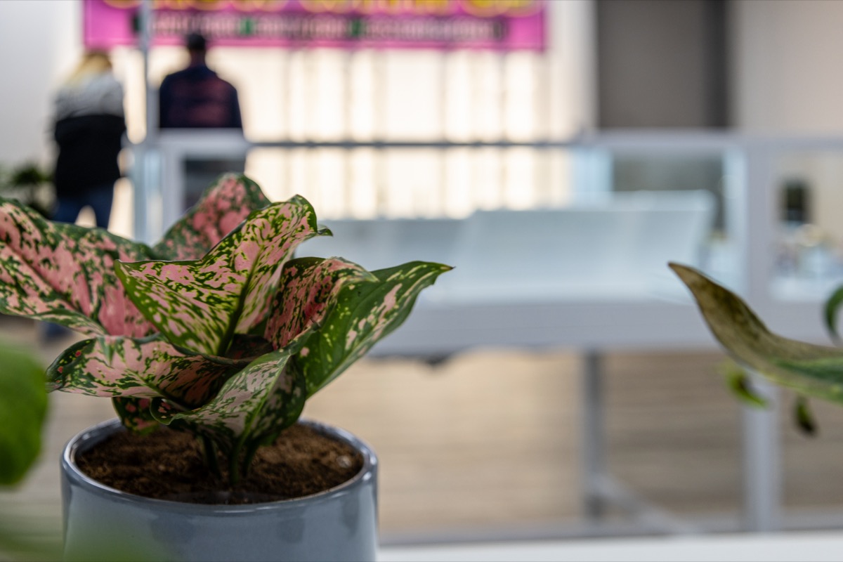 Cannabis plant in soft bokeh light at Beleaf Calverton dispensary
